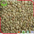 Dry Green Lentils with Good Quality